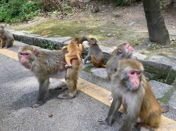 黔灵山看动物怎么走「黔灵山的猴子」 太阳能电池